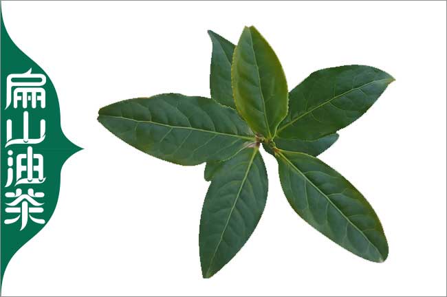 衡陽(yáng)茶葉苗培育