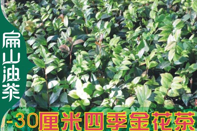 邵陽(yáng)金花茶苗批發(fā)