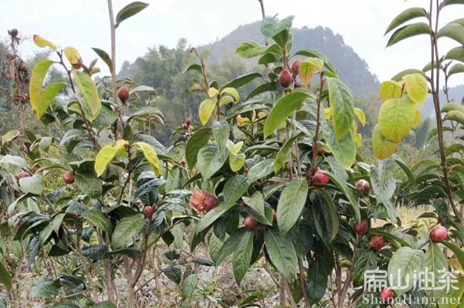 廣東萬(wàn)畝大果油茶樹(shù)苗