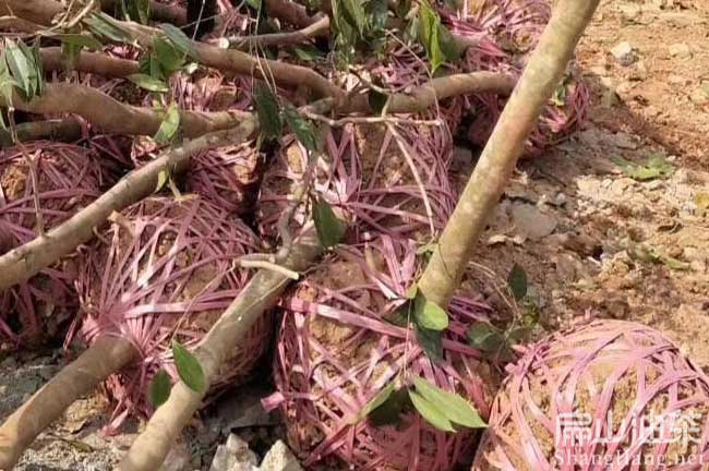 全州紅花茶樹(shù)苗
