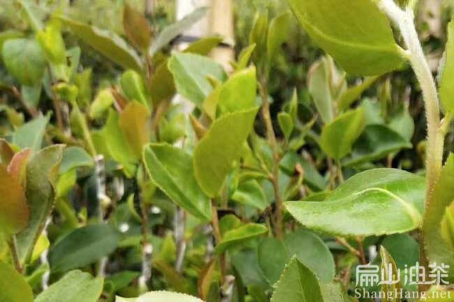長(cháng)林高產(chǎn)油茶苗