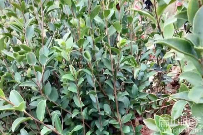 上饒茶樹(shù)苗批發(fā)