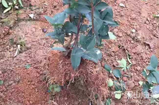 長(cháng)林油茶苗批發(fā)