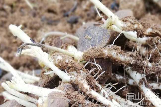 嫁接大紅花茶樹(shù)苗
