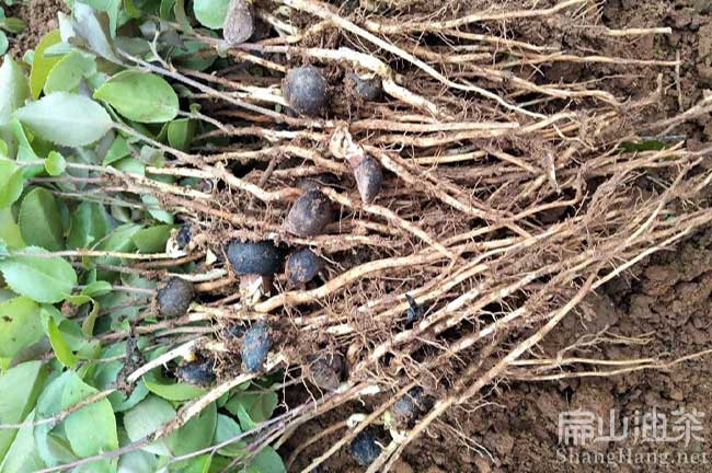 玉林嫁接軟技茶樹(shù)苗批發(fā)