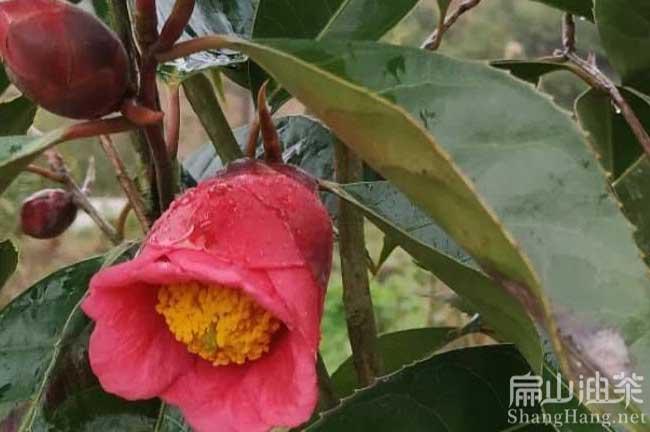 大祥大紅花油茶苗