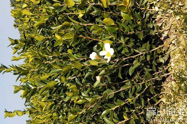 南渡油茶基地