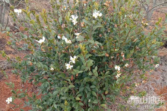 江西長(cháng)林53號油茶樹(shù)