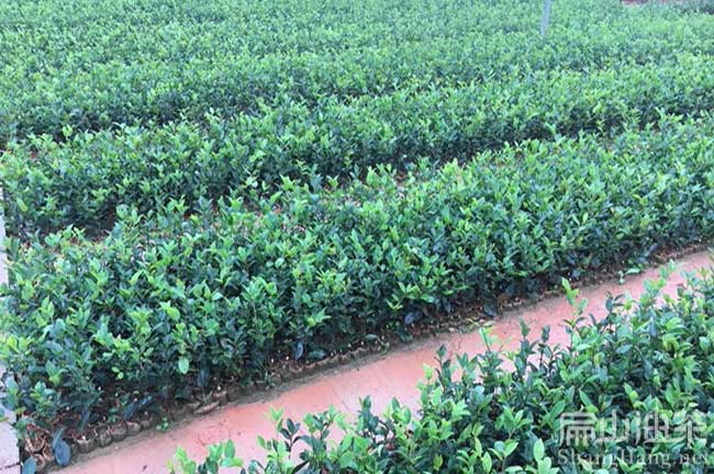 中國杯苗油茶基地