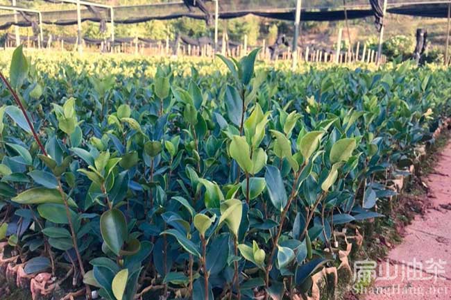 贏(yíng)他油茶基地