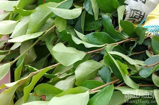 湄洲茶樹(shù)苗批發(fā)