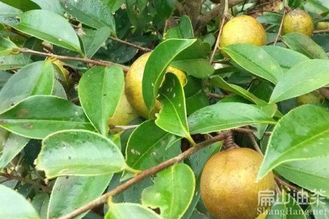 河池茶樹(shù)種植