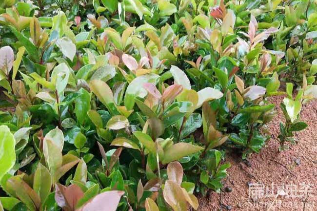 云南大果油茶苗培育