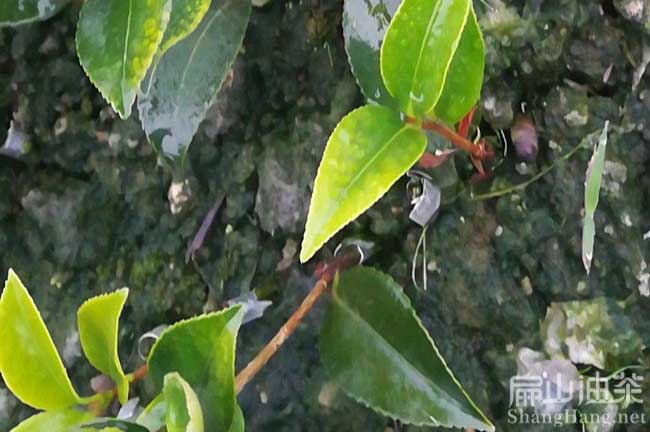 來(lái)賓紅花大果油茶苗