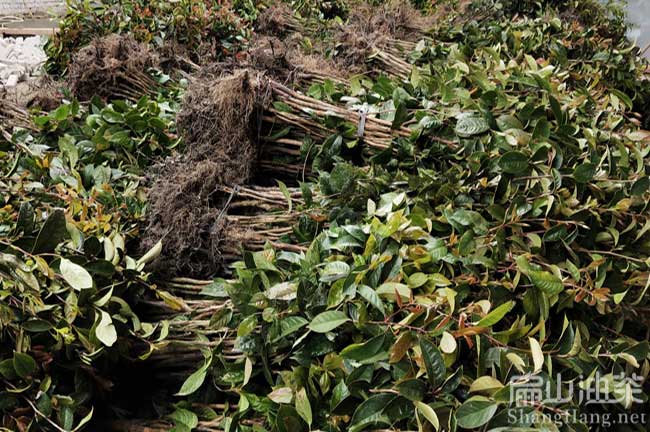 新興油茶苗批發(fā)
