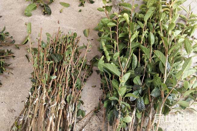 泉州大果茶樹(shù)苗培育