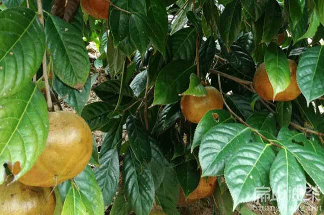 益陽(yáng)大果紅花油茶苗