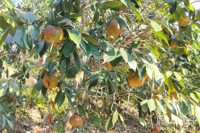 陽(yáng)江油茶基地