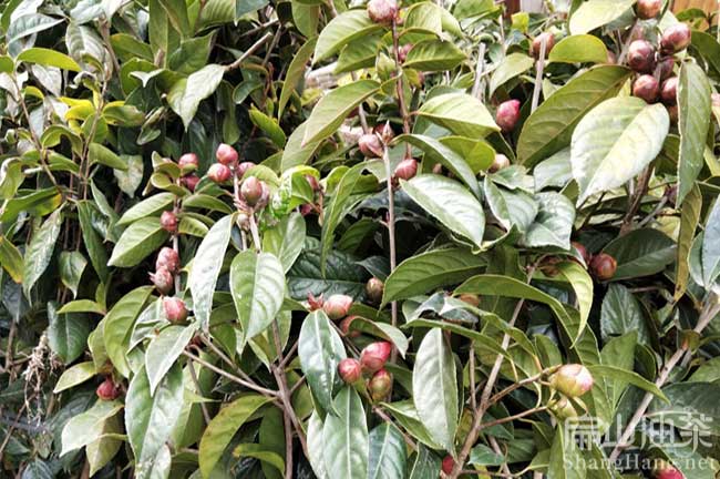 益陽(yáng)大紅花油茶苗