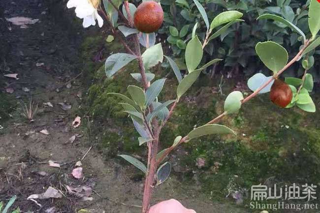 貴州油茶苗土質(zhì)