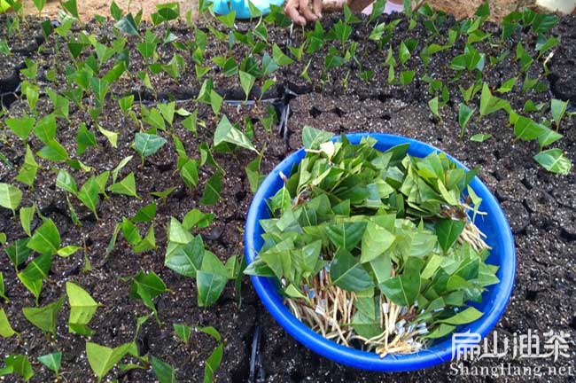 長(cháng)沙大果紅花油茶苗