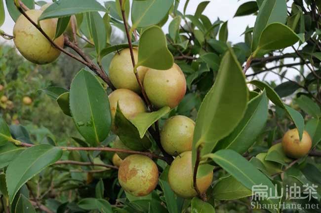 廣西茶樹(shù)苗批發(fā)