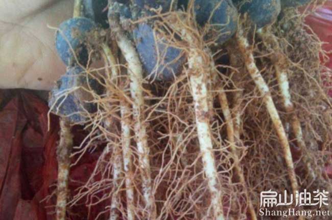 浙江嫁接茶樹(shù)苗
