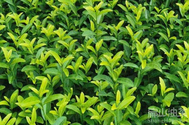 新鄉油茶苗批發(fā)