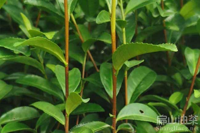改良白花茶樹(shù)苗