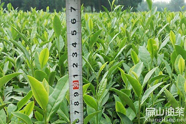 舞陽(yáng)油茶基地