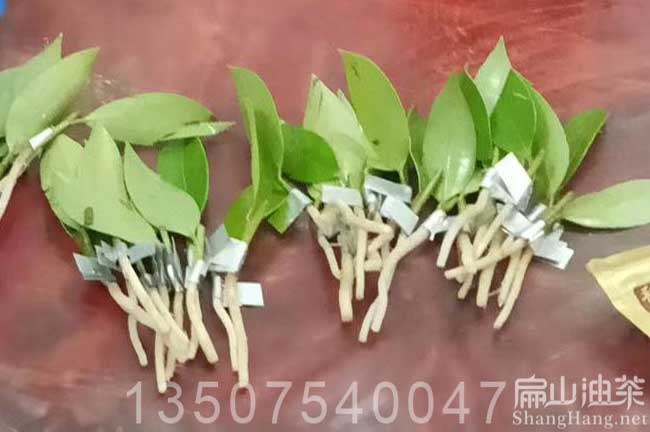 柳州油茶苗培育