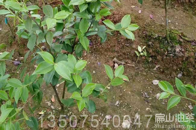 廣西高產(chǎn)油茶樹(shù)