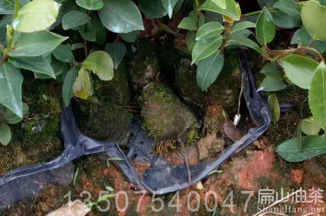 南寧茶樹(shù)苗批發(fā)