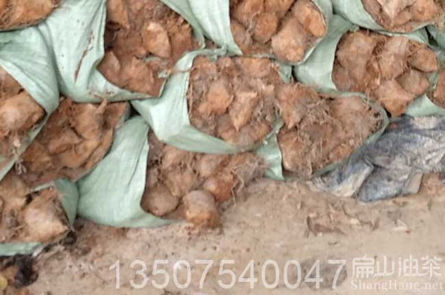 贛無(wú)油茶苗