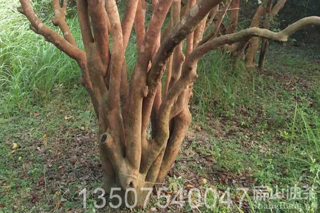 20年大果紅花油茶樹(shù)