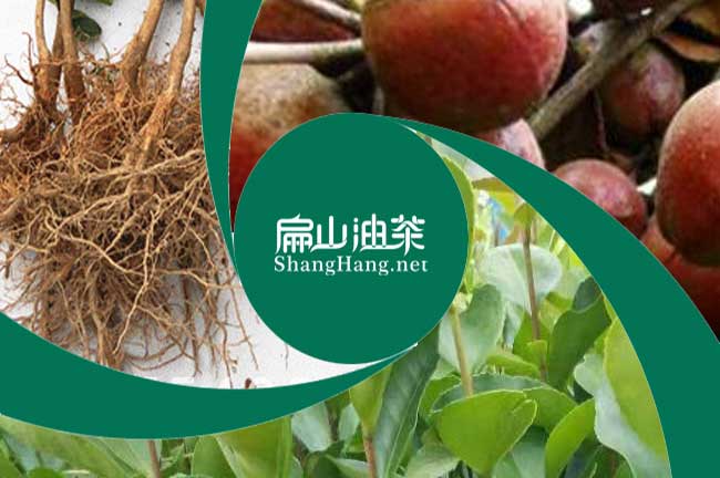 廣西大果油茶苗批發(fā)