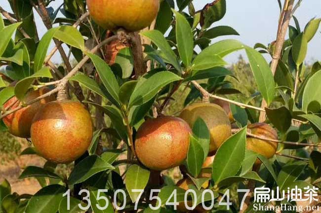梧州大果茶籽樹(shù)苗