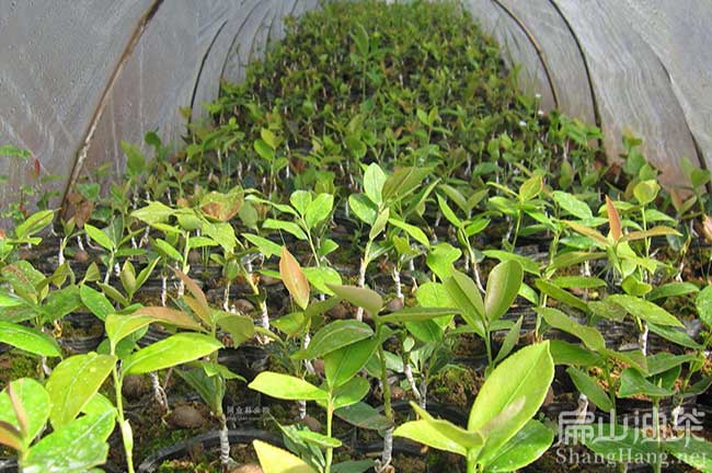 河源油茶苗培育