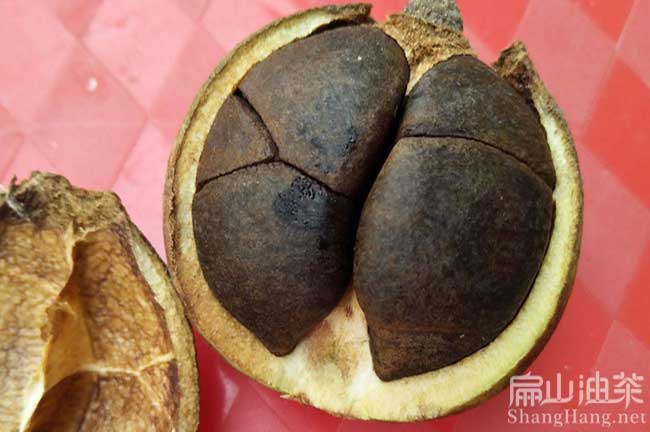 廣西軟枝茶籽樹(shù)苗