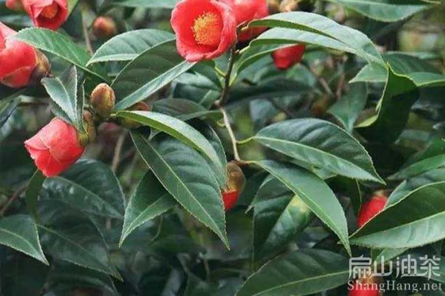 遵義大果油茶苗批發(fā)