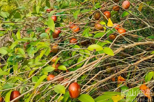 中山紅色油茶樹(shù)批發(fā)