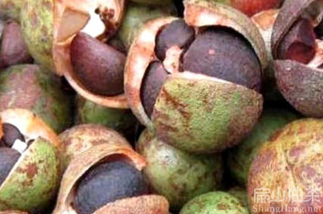 湖南老茶籽樹(shù)苗