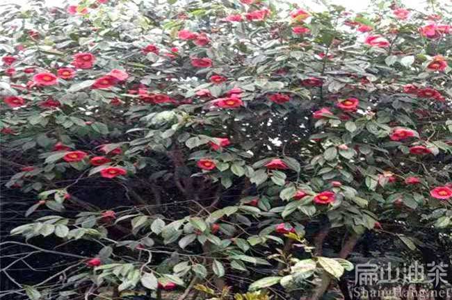 中科紅花油茶樹(shù)