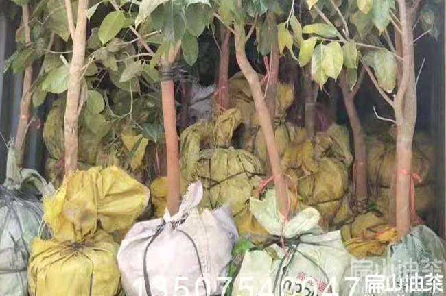 11年大果紅花油茶樹(shù)
