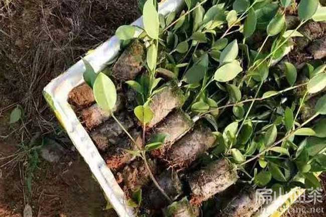 貴陽(yáng)軟枝杯苗批發(fā)