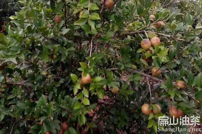 崇左茶樹(shù)種植