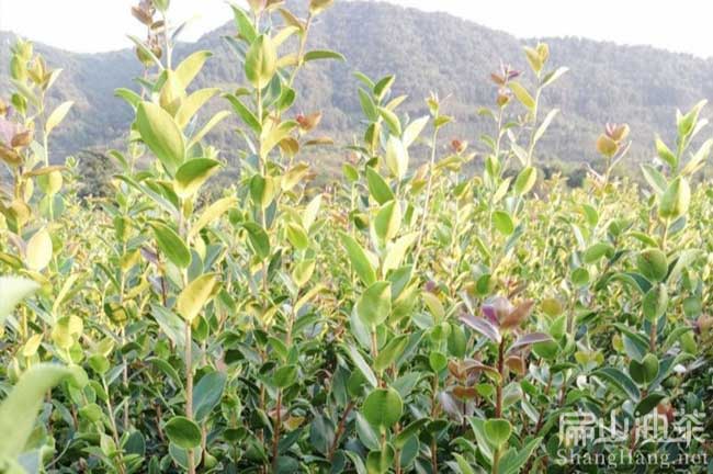 畢節大果紅花油茶苗批發(fā)