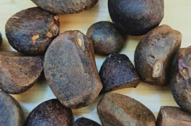 婁底茶籽回收