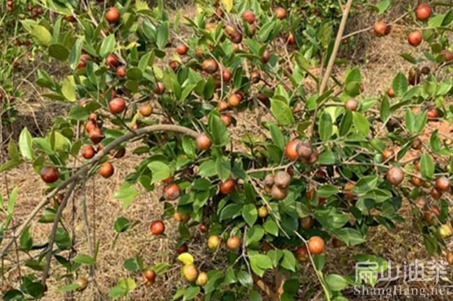 防城港長(cháng)林油茶樹(shù)