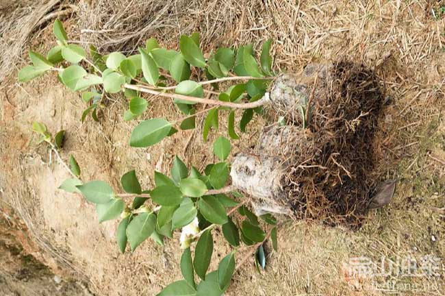 江西長(cháng)林油茶苗批發(fā)